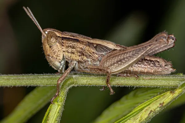Adult Stridulating Slant Face Grasshopper Του Genus Orphulella — Φωτογραφία Αρχείου