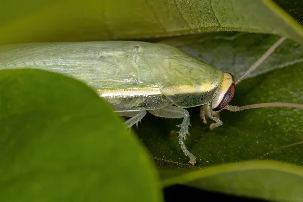 Panchlora Cinsinin Yeşil Dev Hamamböceği — Stok fotoğraf