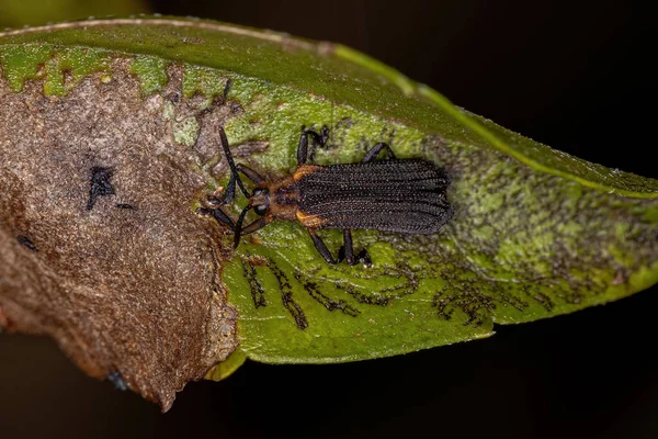 Volwassen Bladkever Van Stam Chalepini — Stockfoto