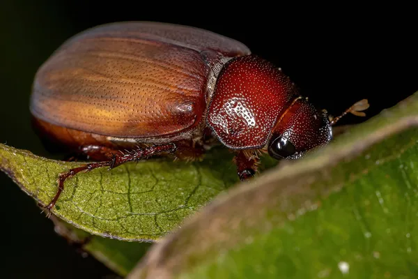 Ενηλίκων June Beetle Της Υποοικογένειας Melolonthinae — Φωτογραφία Αρχείου