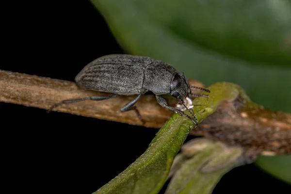 Tenebrionidae Család Kifejlett Darkling Bogara — Stock Fotó