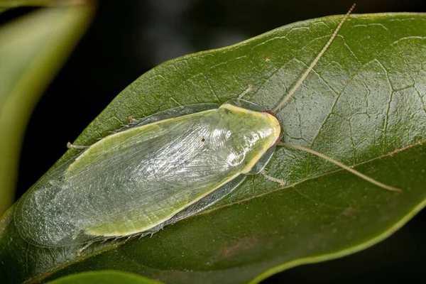 Groene Reuzenkakkerlak Van Het Geslacht Panchlora — Stockfoto