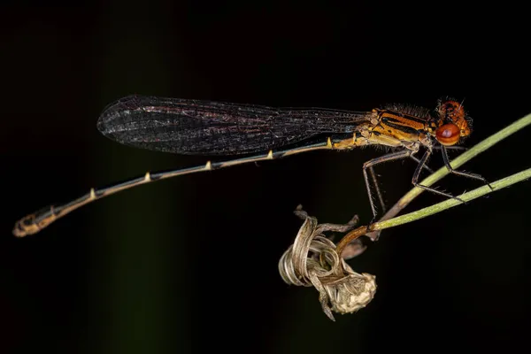 Damigella Alata Stretta Adulta Della Famiglia Coenagrionidae — Foto Stock