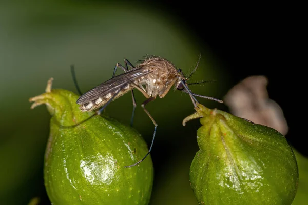 Inseto Adulto Mosquito Culicine Subfamília Culicinae — Fotografia de Stock
