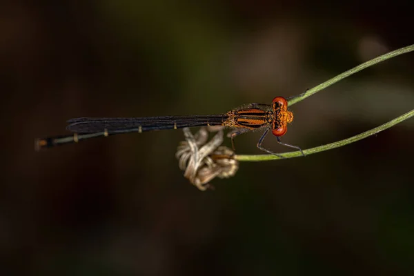 Damigella Alata Stretta Adulta Della Famiglia Coenagrionidae — Foto Stock