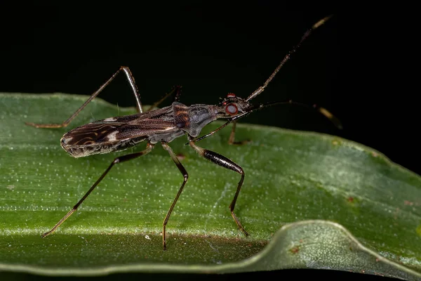 Brudny Bug Nasiona Podrodziny Rhyparochrominae — Zdjęcie stockowe