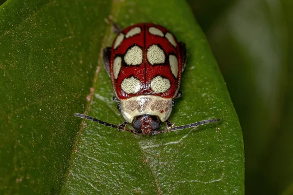 Pulgas Adultas Escarabajo Especie Alagoasa Decemguttata — Foto de Stock