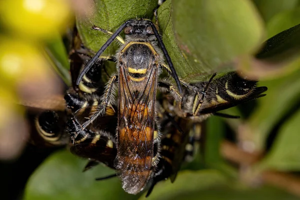 Campsomerinae Altfamilyasından Yetişkin Scoliid Wasps — Stok fotoğraf