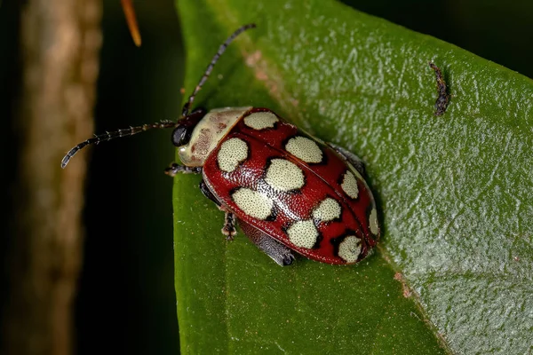種Alagoasa Decemgutataの成虫フリービートル — ストック写真
