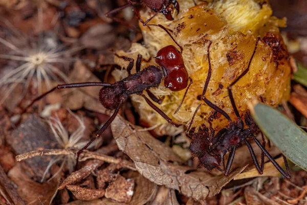 Atta Leaf Cutter Ant Του Είδους Atta Laevigata Που Τρώει — Φωτογραφία Αρχείου