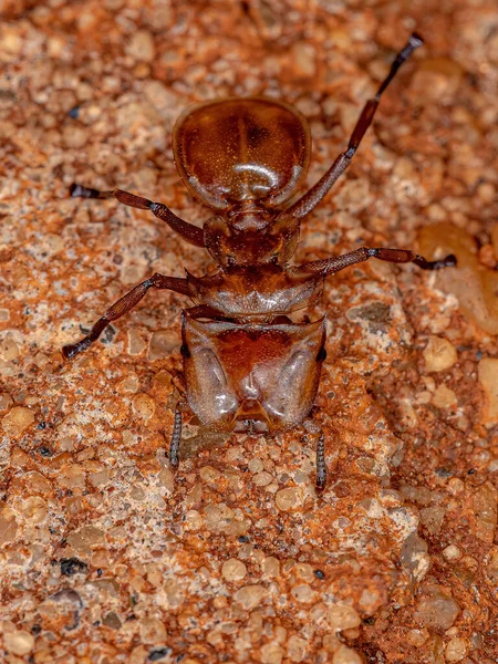 Hormiga Tortuga Amarilla Adulta Del Género Cephalotes —  Fotos de Stock