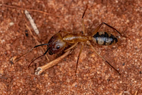 Adult Perempuan Carpenter Ant Soldier Dari Genus Camponotus — Stok Foto