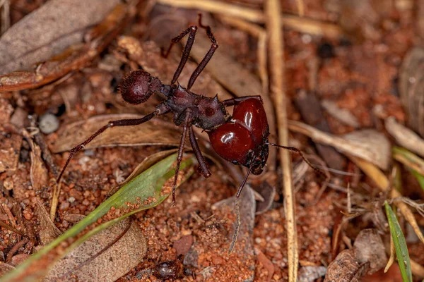 Atta Leaf Cutter Ant Soldier Вида Atta Laevigata Ground — стоковое фото