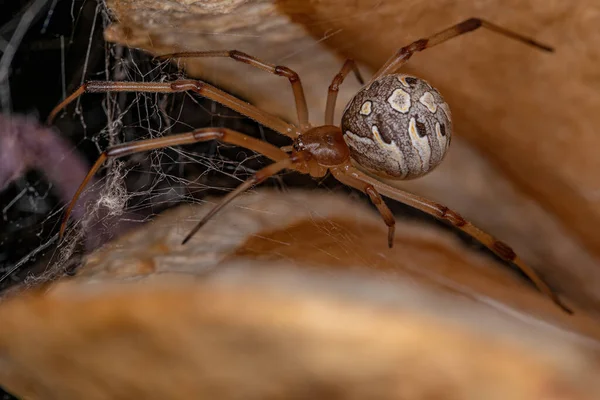 Vuxen Kvinnlig Brun Änka Spindel Arten Latrodectus Geometricus Inuti Jacaranda — Stockfoto