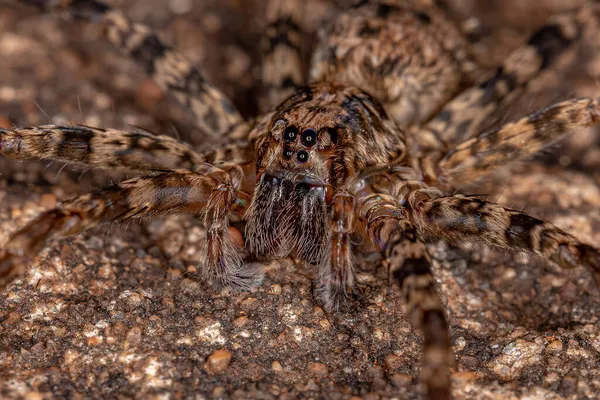 Dospělý Samice Toulavý Pavouk Čeledi Ctenidae — Stock fotografie