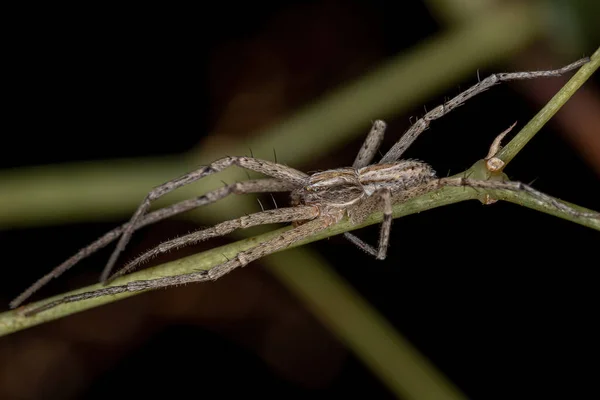 Running Crab Spider Της Οικογένειας Philodromidae — Φωτογραφία Αρχείου