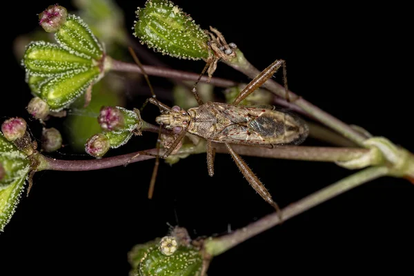 Insecto Vegetal Sin Olor Adulto Familia Rhopalidae —  Fotos de Stock