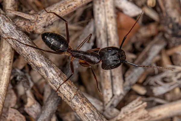Dorosła Samica Cieśli Mrówka Rodzaju Camponotus — Zdjęcie stockowe
