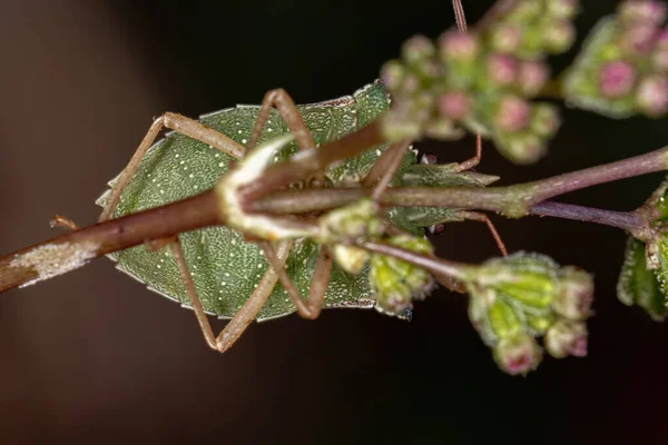 Yetişkin Yeşil Göbek Böceği Türü Diceraeus Melacanthus — Stok fotoğraf