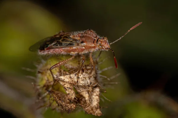 Дорослий Безбарвний Рослинний Баг Сім Rhopalidae — стокове фото