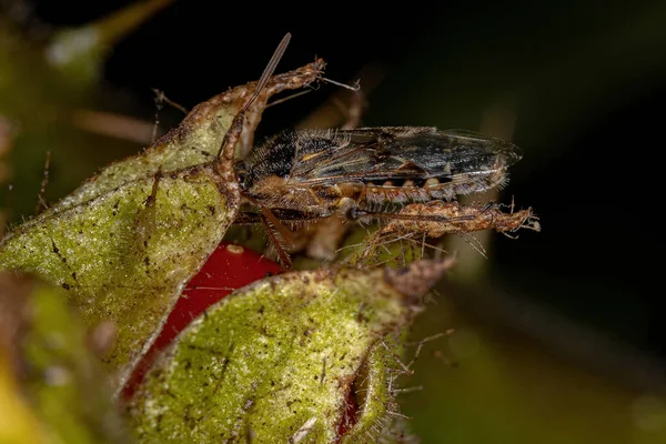 Dorosłe Bezwonne Rośliny Bug Rodziny Rhopalidae Jedzące Owoce Solanum — Zdjęcie stockowe