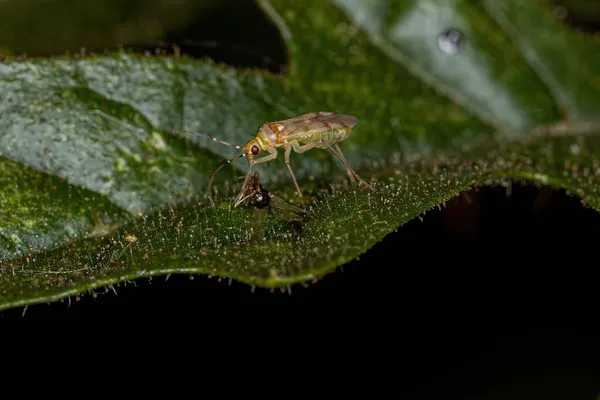 Mały Drapieżnik Rodziny Miridae — Zdjęcie stockowe