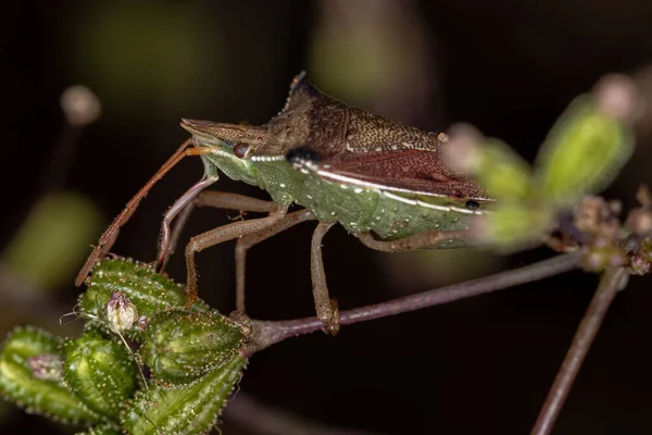 Ενηλίκων Green Belly Bug Του Είδους Diceraeus Melacanthus — Φωτογραφία Αρχείου