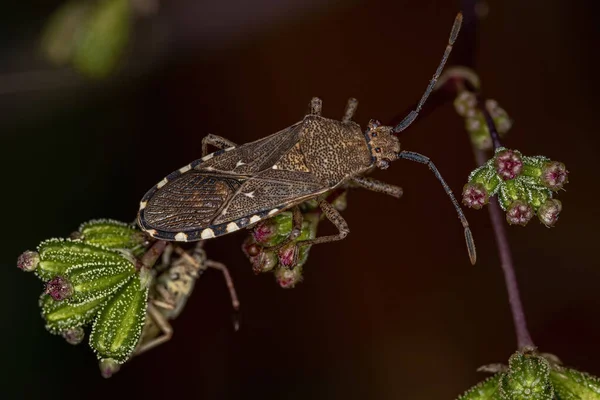 Yetişkin Yaprak Ayaklı Böcek Catorhintha Guttula Türü — Stok fotoğraf