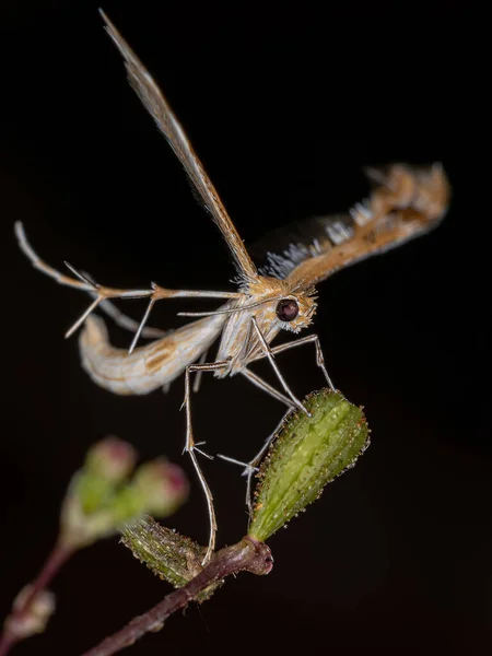 Ενηλίκων Plume Moth Της Οικογένειας Pterophoridae — Φωτογραφία Αρχείου