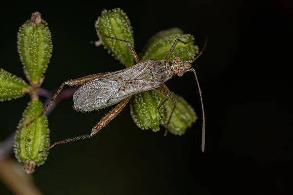 Adult Scentless Plant Bug Family Rhopalidae — Stock Photo, Image