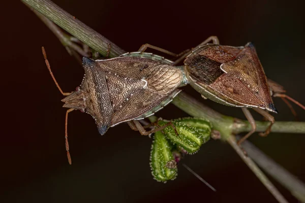 Adult Green Belly Bug Species Diceraeus Melacanthus Coupling — ストック写真