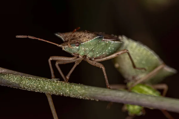 Yetişkin Yeşil Göbek Böceği Diceraeus Melacanthus Çiftleşmesi — Stok fotoğraf