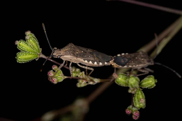 Ενηλίκων Leaf Footed Bugs Του Είδους Catorhintha Guttula Poupling — Φωτογραφία Αρχείου