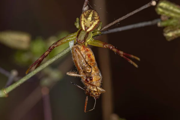 Dorosła Samica Pająka Kraba Rodziny Thomisidae Polująca Bezzapachowego Robaka Podrodziny — Zdjęcie stockowe