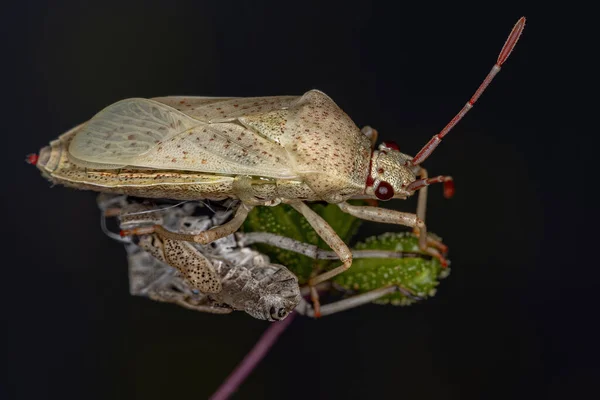 Dospělý Leaf Footed Bug Species Catorhintha Guttula Newly Mature — Stock fotografie