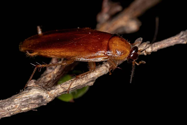 Cucaracha Madera Adulta Familia Ectobiidae — Foto de Stock