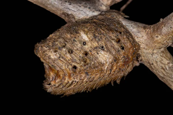 寄生虫ワスプによる寄生虫マントードの卵の場合 — ストック写真