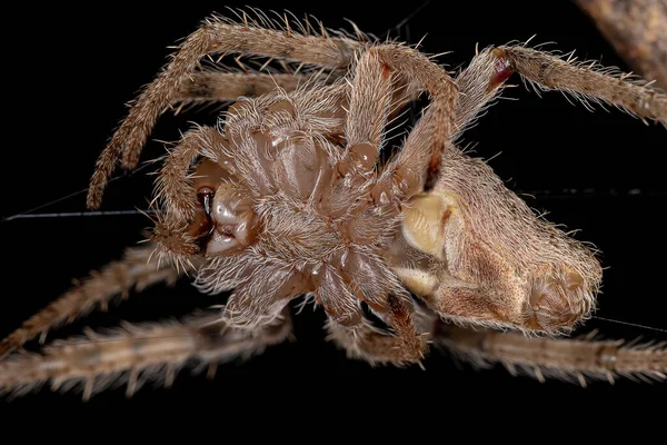 Mulher Adulto Orbweaver Típico Espécie Eriophora Edax — Fotografia de Stock