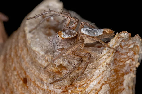 Adulto Feminino Lynx Aranha Gênero Hamataliwa — Fotografia de Stock