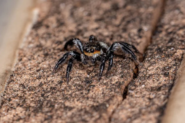 Small Male Jumping Spider Genus Corythalia — 스톡 사진