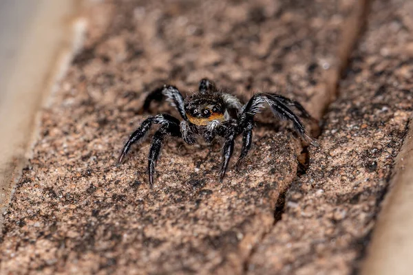 Piccoli Ragni Maschi Che Saltano Del Genere Corythalia — Foto Stock