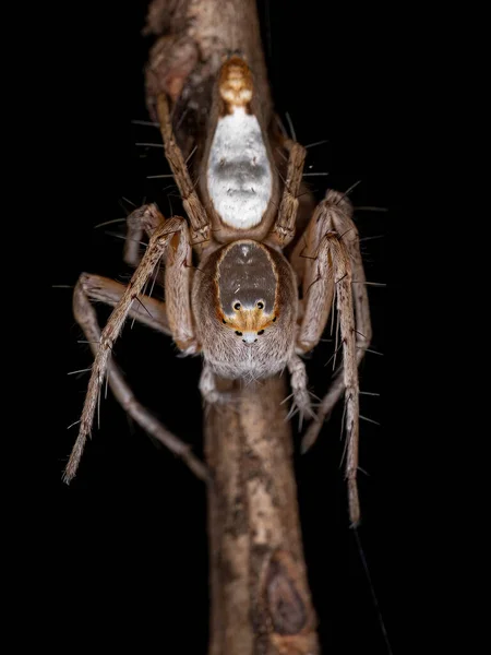Hamataliwa Cinsinden Dişi Yetişkin Lynx Spider — Stok fotoğraf
