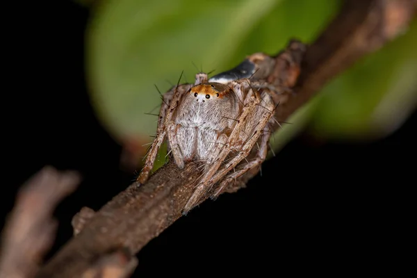 Genus Hamataliwaのメス成虫リンクススパイダー — ストック写真