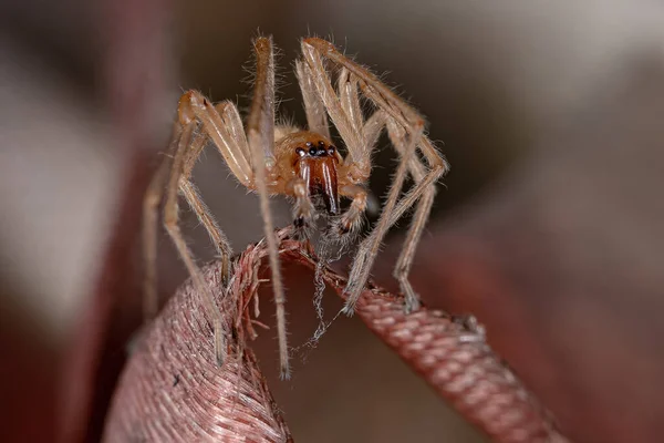 Adult Male Longlegged Sac Spider Genus Cheiracanthium — Stock Photo, Image