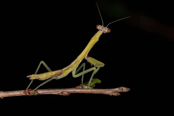 Pequena Ninfa Mantida Subfamília Vatinae — Fotografia de Stock