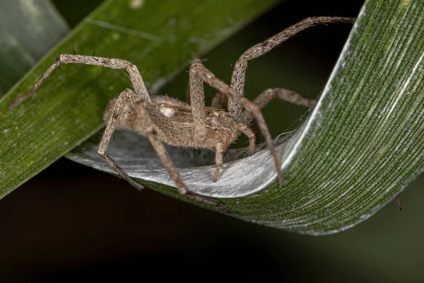 Weibliche Ausgewachsene Laufkrabbenspinne Der Familie Philodromidae Schützt Ihre Eier — Stockfoto