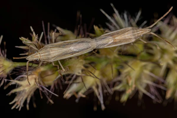 Malý Dospělý Smrad Chyba Rodiny Pentatomidae Spojka — Stock fotografie