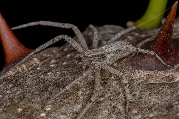 Running Crab Spider Family Philodromidae — Stock Photo, Image