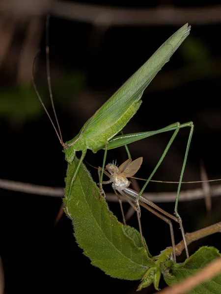 成人Phaneropterine Katydid Tribe Aniarellini新成熟 — ストック写真