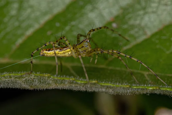 Tür Peucetia Rubrolineata Dan Yetişkin Lynx Spider — Stok fotoğraf